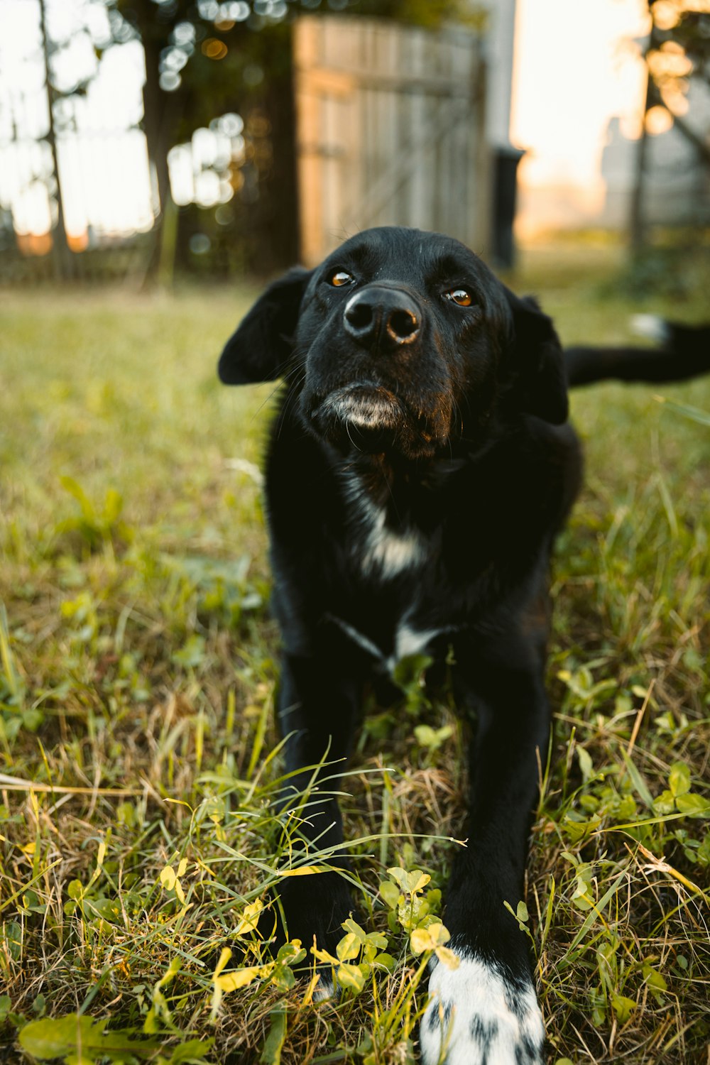 black and white short coated dog sitting on brown grass field during daytime