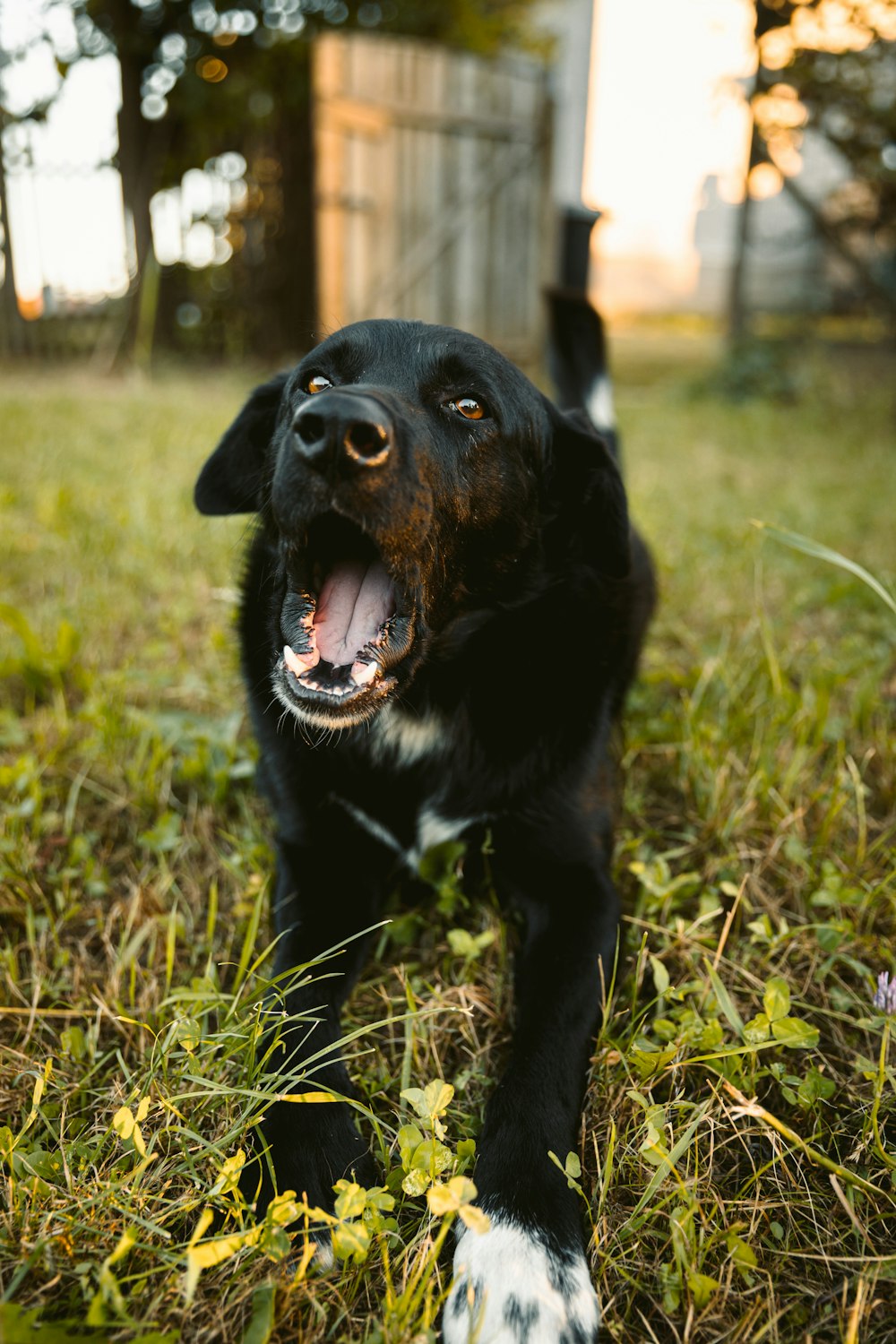 black and white short coated dog on green grass during daytime