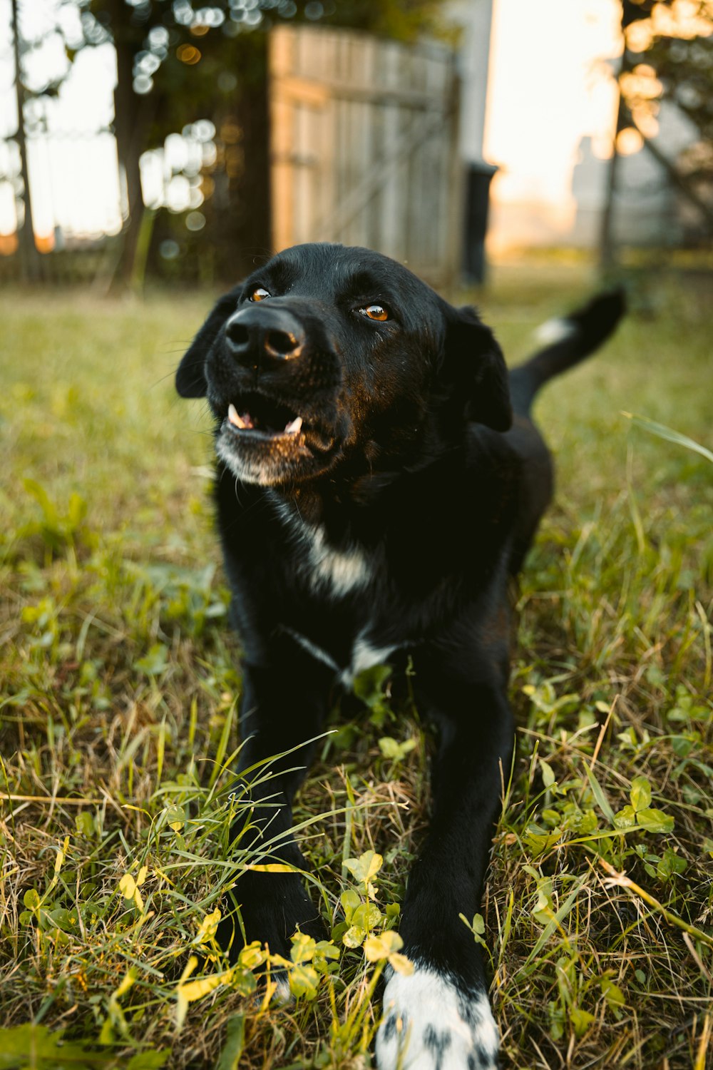 black and white short coat medium dog sitting on grass field during daytime