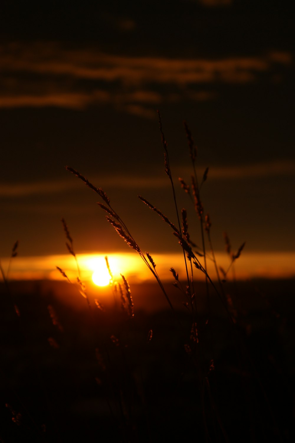 silhouette of grass during sunset