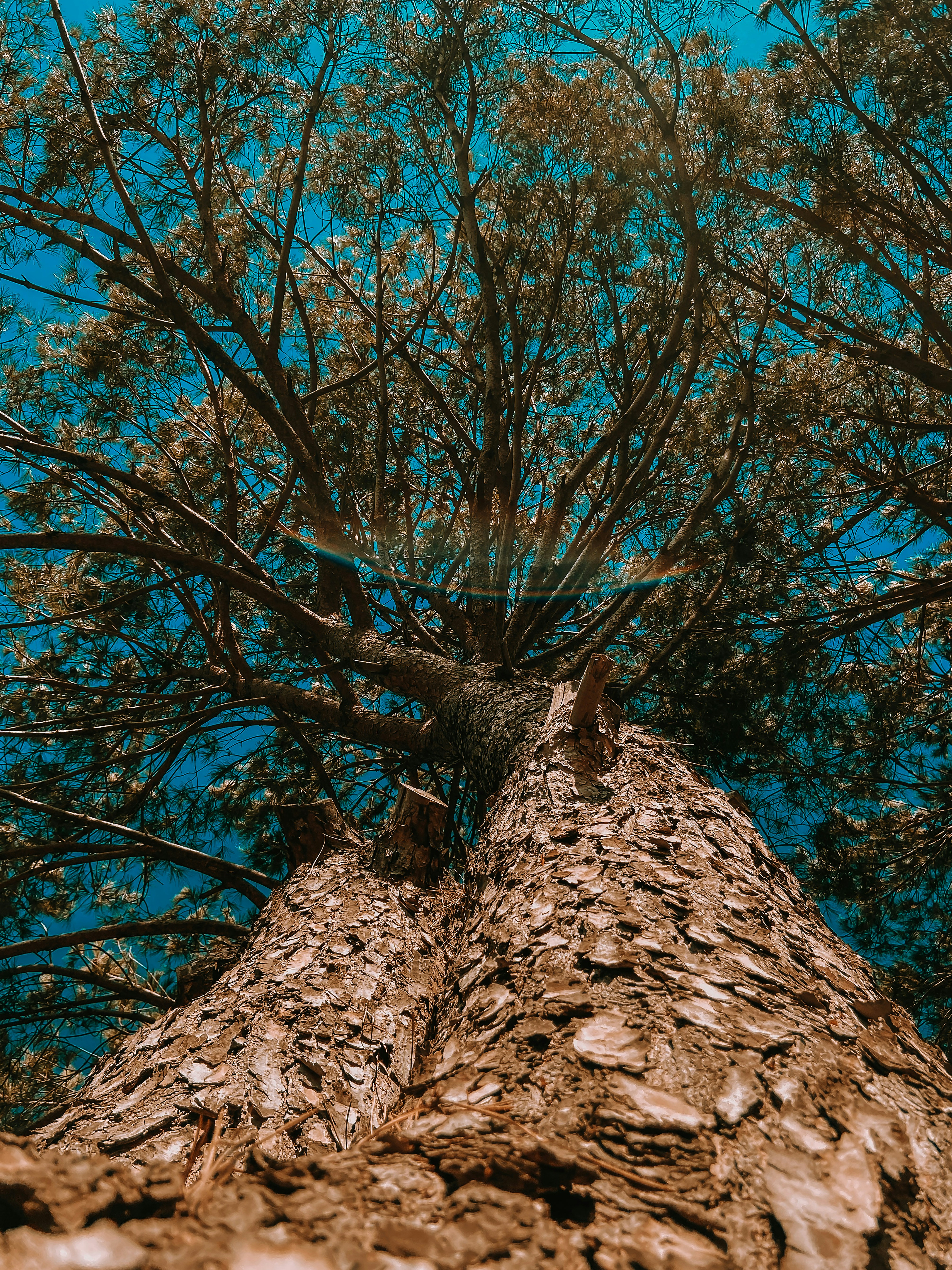 brown tree under blue sky during daytime