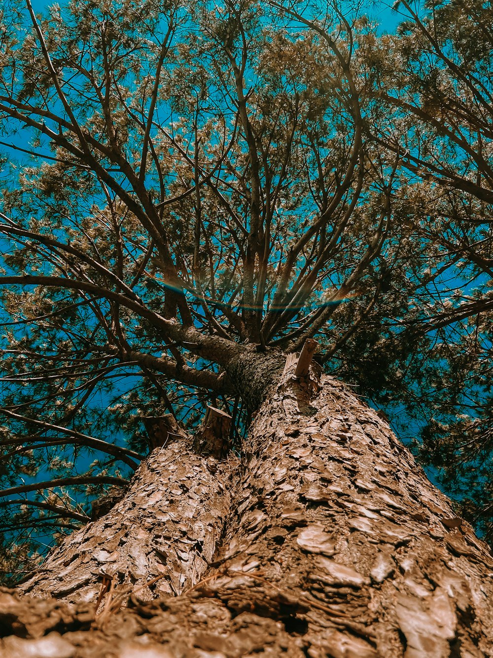 brown tree under blue sky during daytime