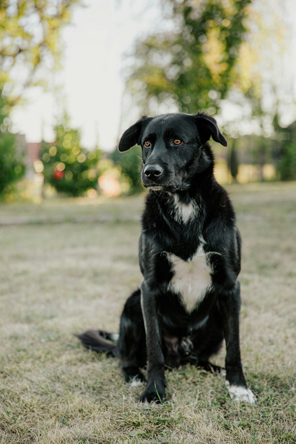 schwarz-weißer kurzer Mantel mittlerer Hund, der tagsüber auf grünem Grasfeld sitzt