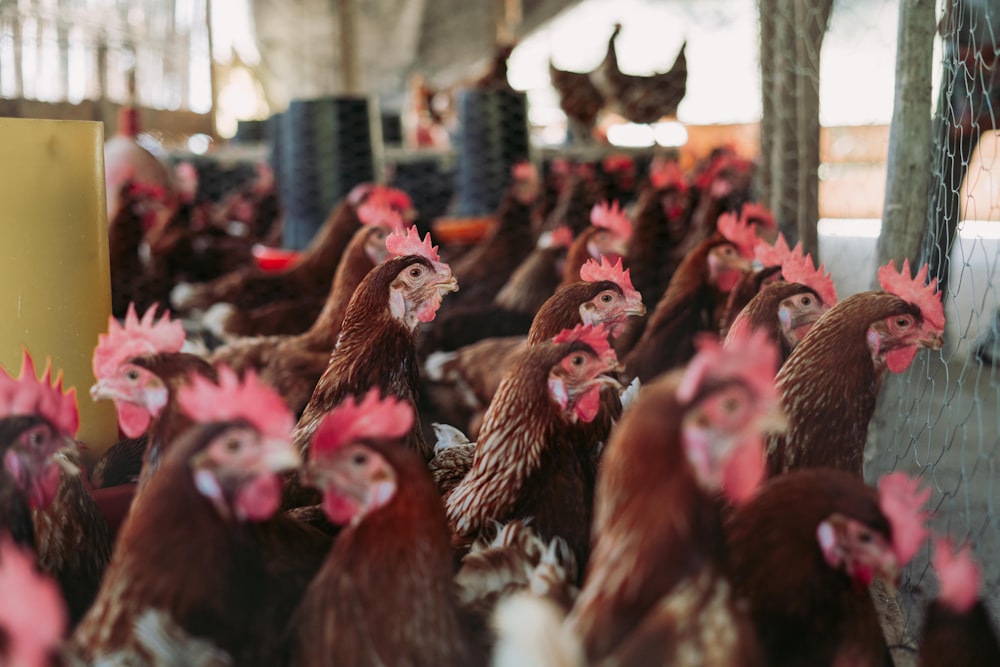 groupe de personnes en robe rouge et marron