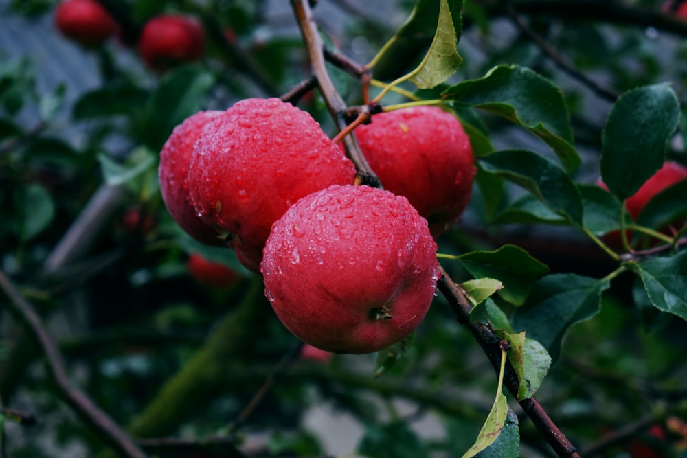 red apple fruit on tree branch