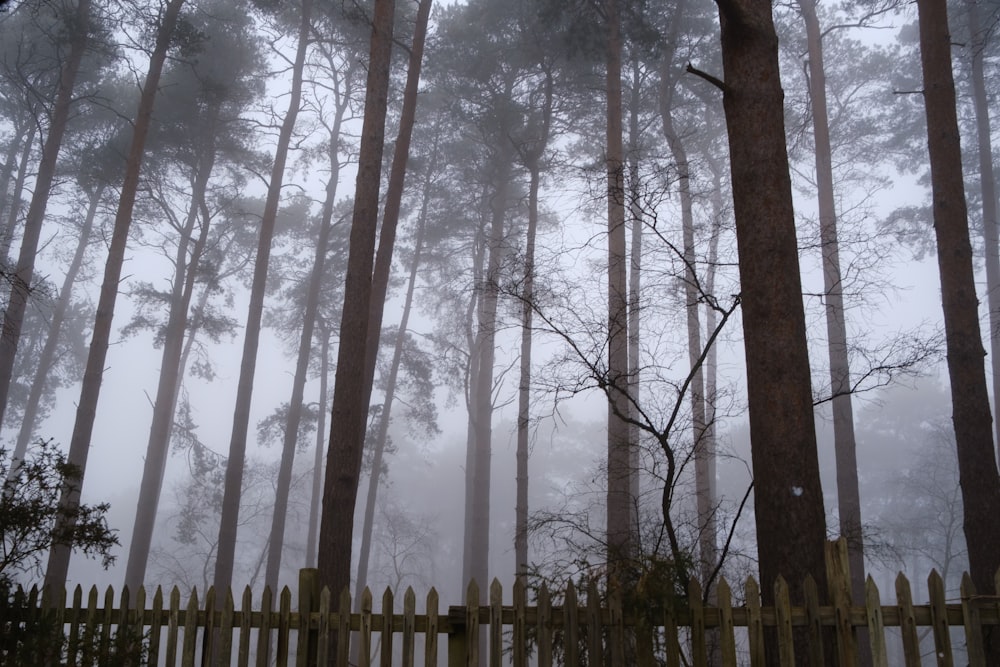 brown trees with white wooden fence during daytime