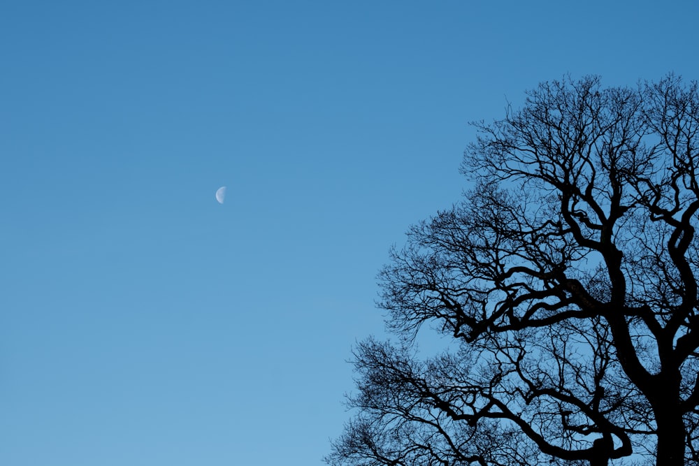 albero senza foglie sotto il cielo blu