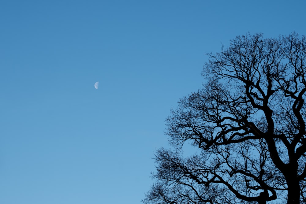 leafless tree under blue sky