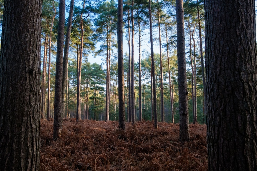 green trees on brown grass field during daytime