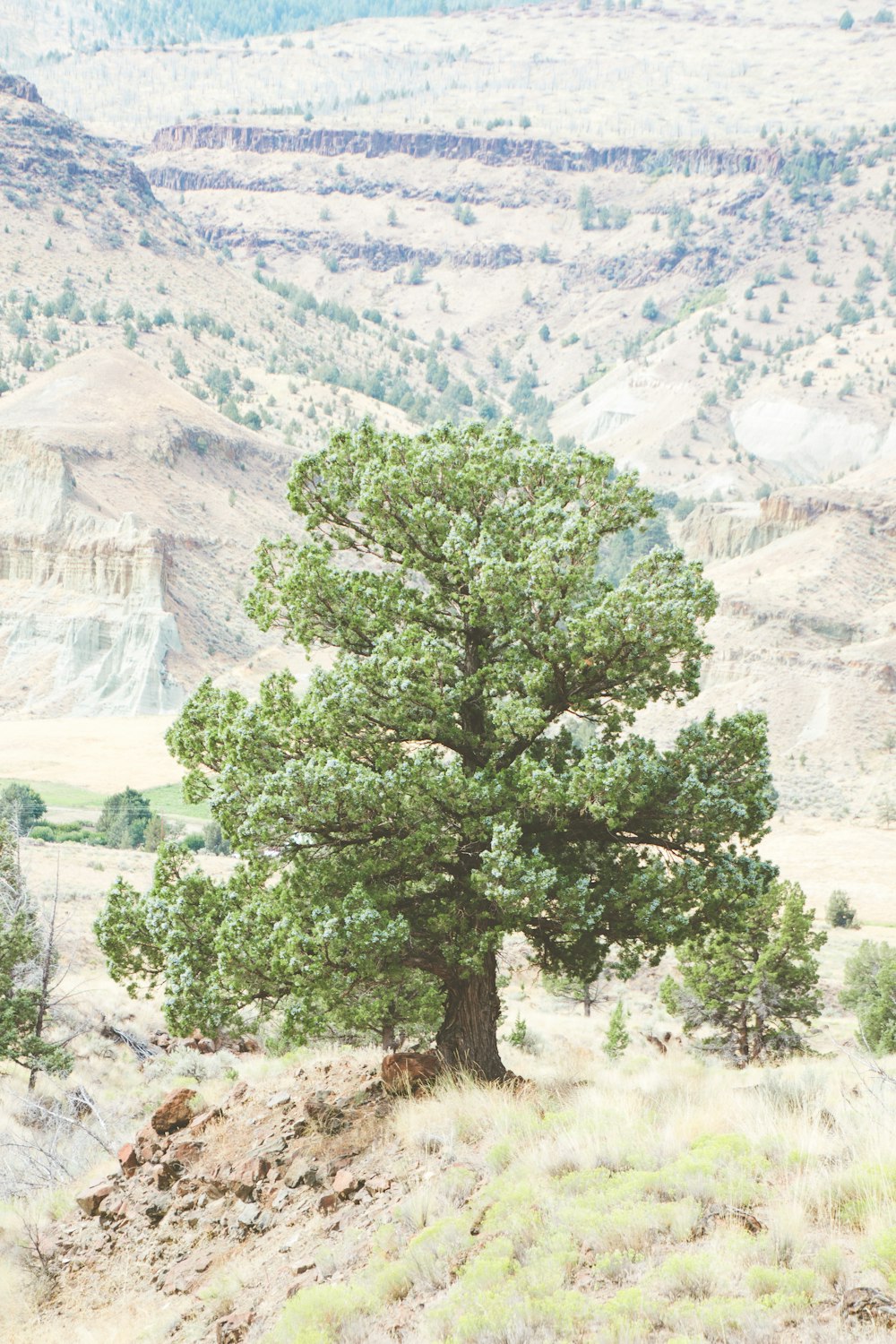 green tree on brown field during daytime