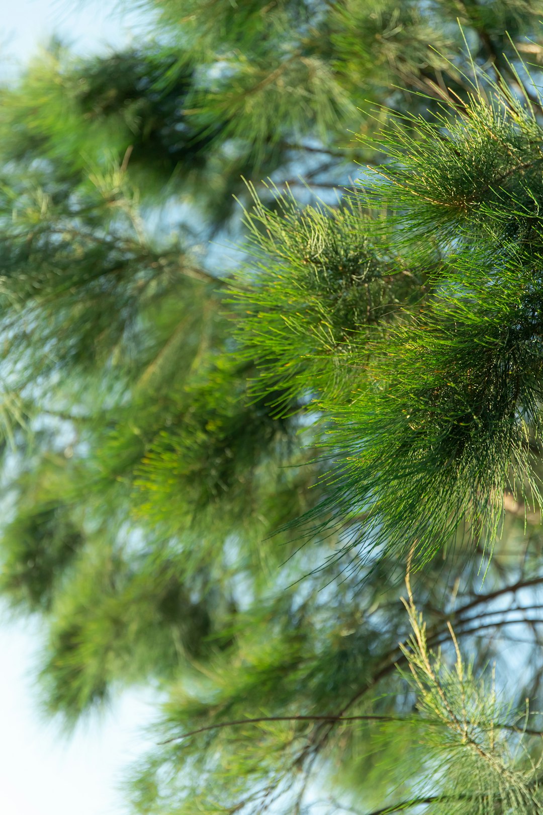 green pine tree in close up photography