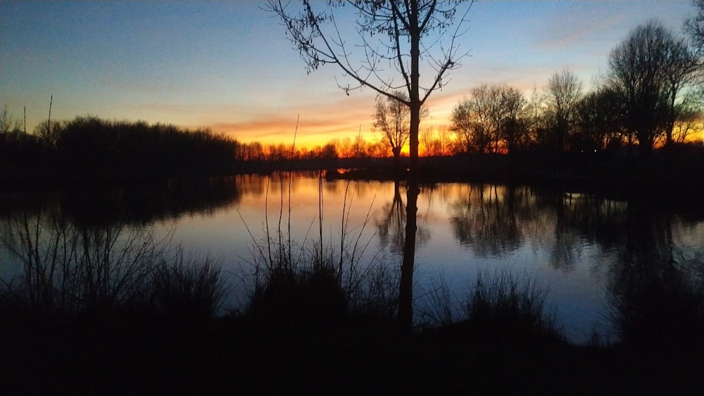 silhouette of trees near body of water during sunset