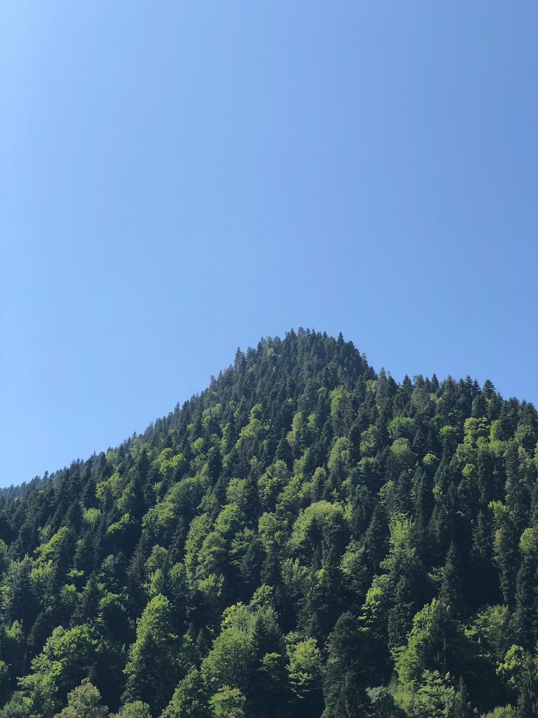 photo of Georgia Tropical and subtropical coniferous forests near Borjomi-Kharagauli National Park