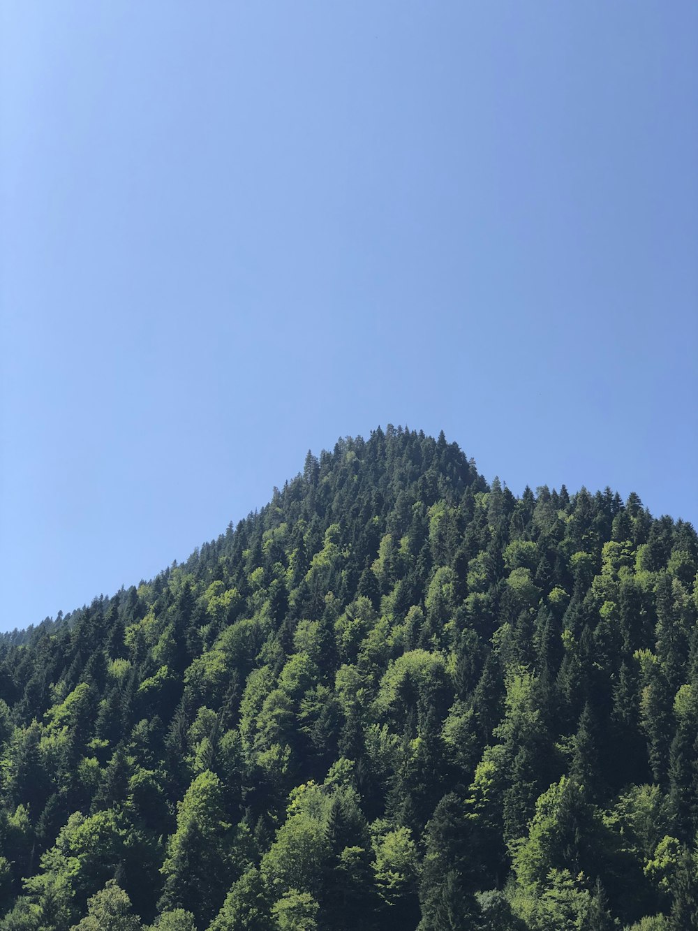 a mountain covered in lots of trees under a blue sky