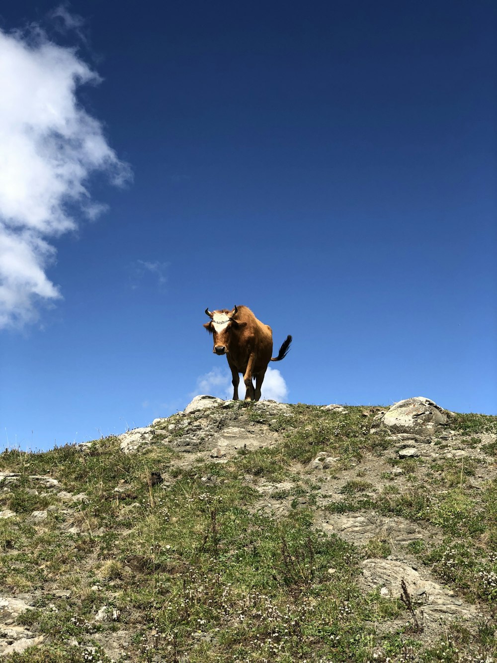 brown cow on top of mountain during daytime