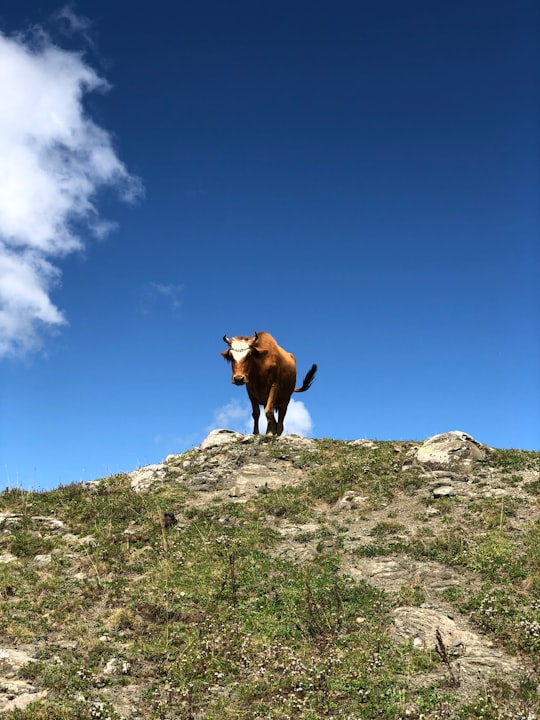 brown cow on top of mountain during daytime in Borjomi-Kharagauli National Park Georgia