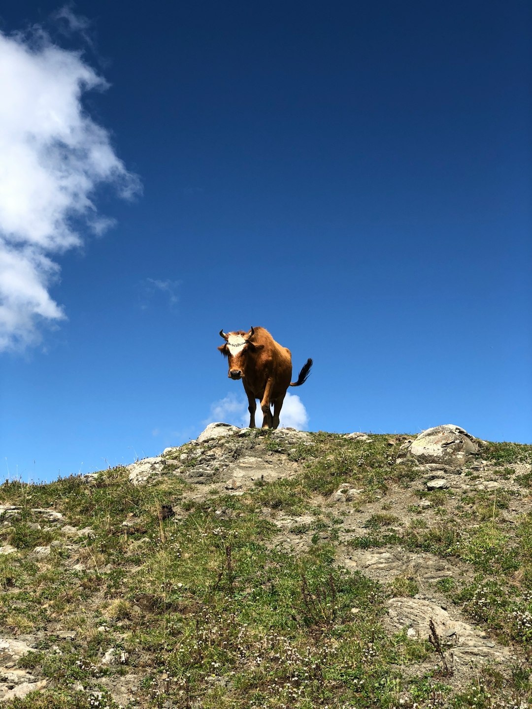 Wildlife photo spot Borjomi-Kharagauli National Park Abasha