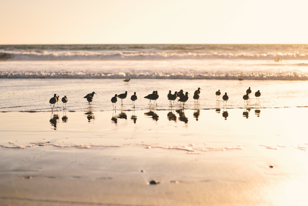 flock of birds on beach during daytime