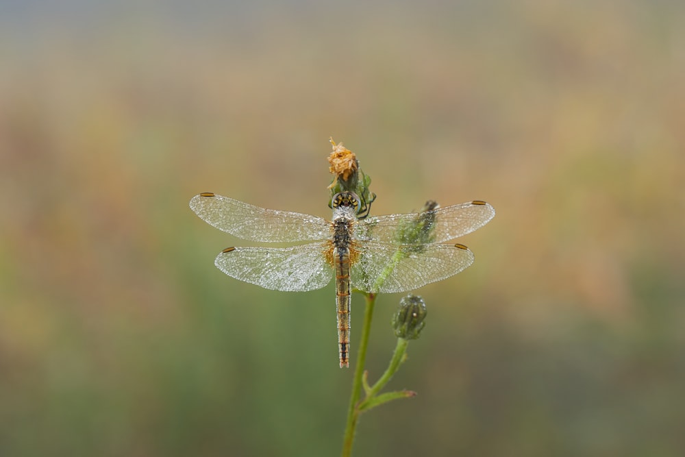 brown and white dragonfly on brown stem in tilt shift lens