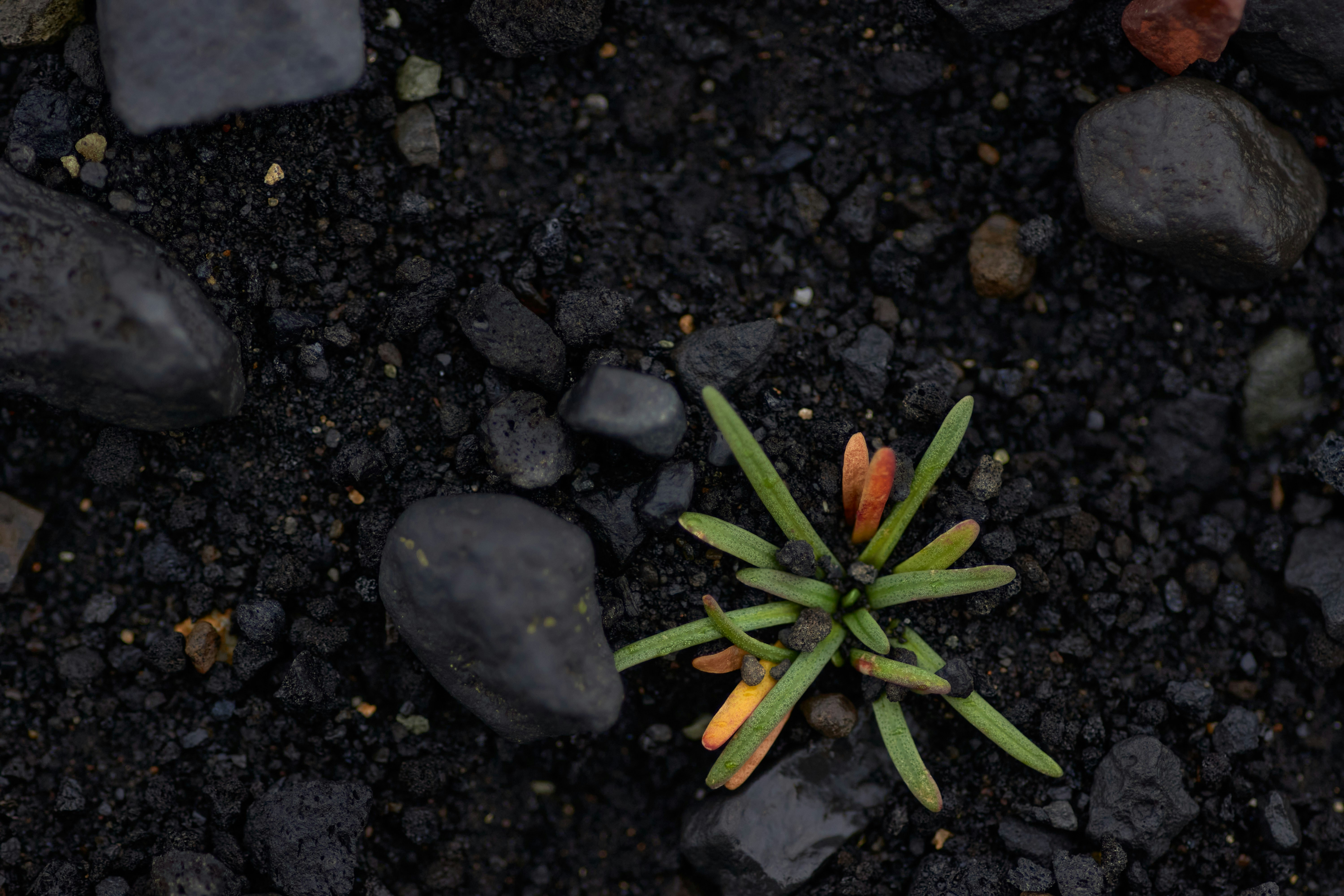 Photo by wolfgang_hasselmann