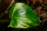 A close-up of a legal document with a green leaf on top, symbolizing environmental law.