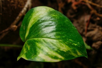 A close-up of a green leaf symbolizing sustainability and environmental responsibility.