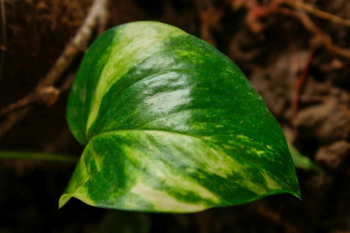 A close-up of a legal document with a green leaf on top, symbolizing environmental law.