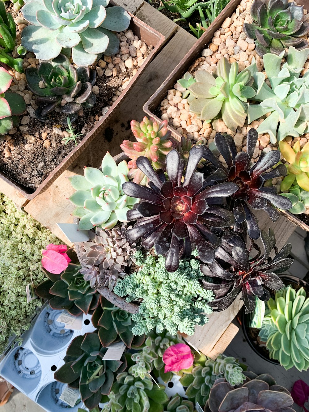 green and brown plant on brown wooden table