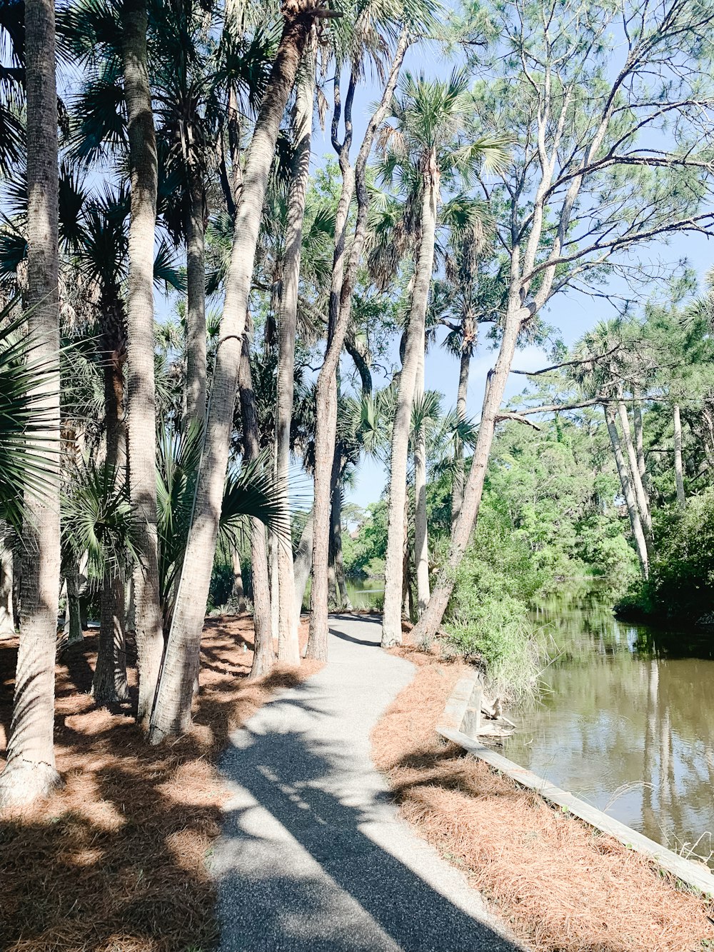 green trees beside river during daytime