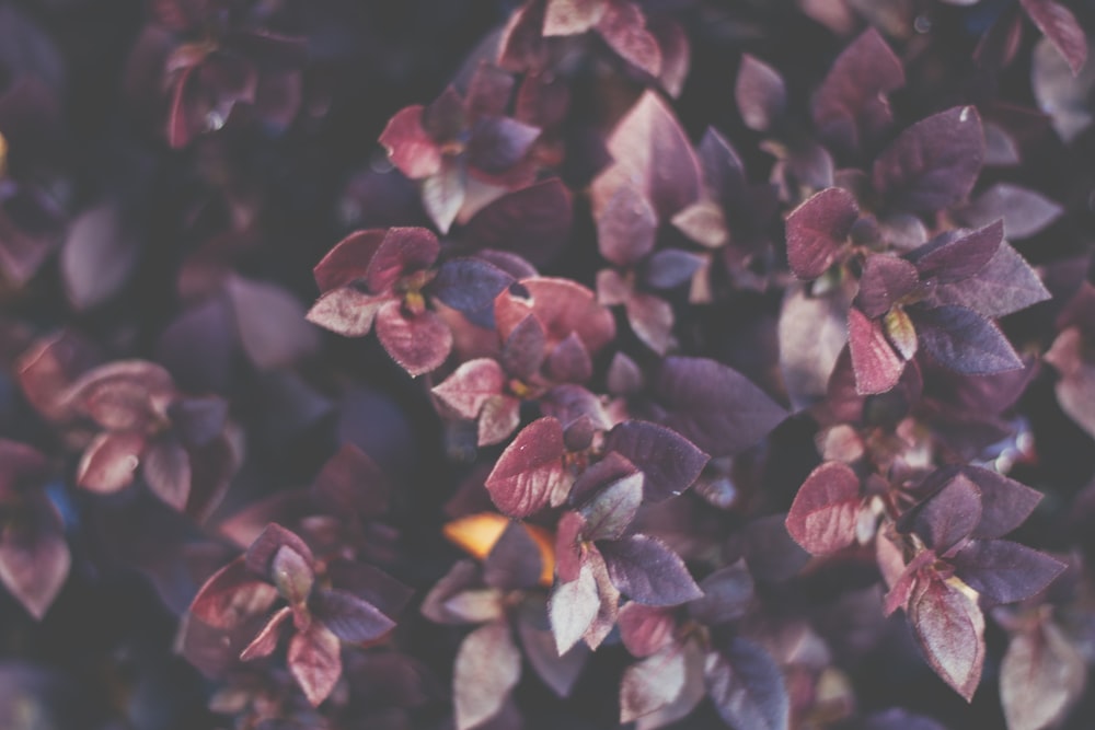 purple and yellow flower in close up photography