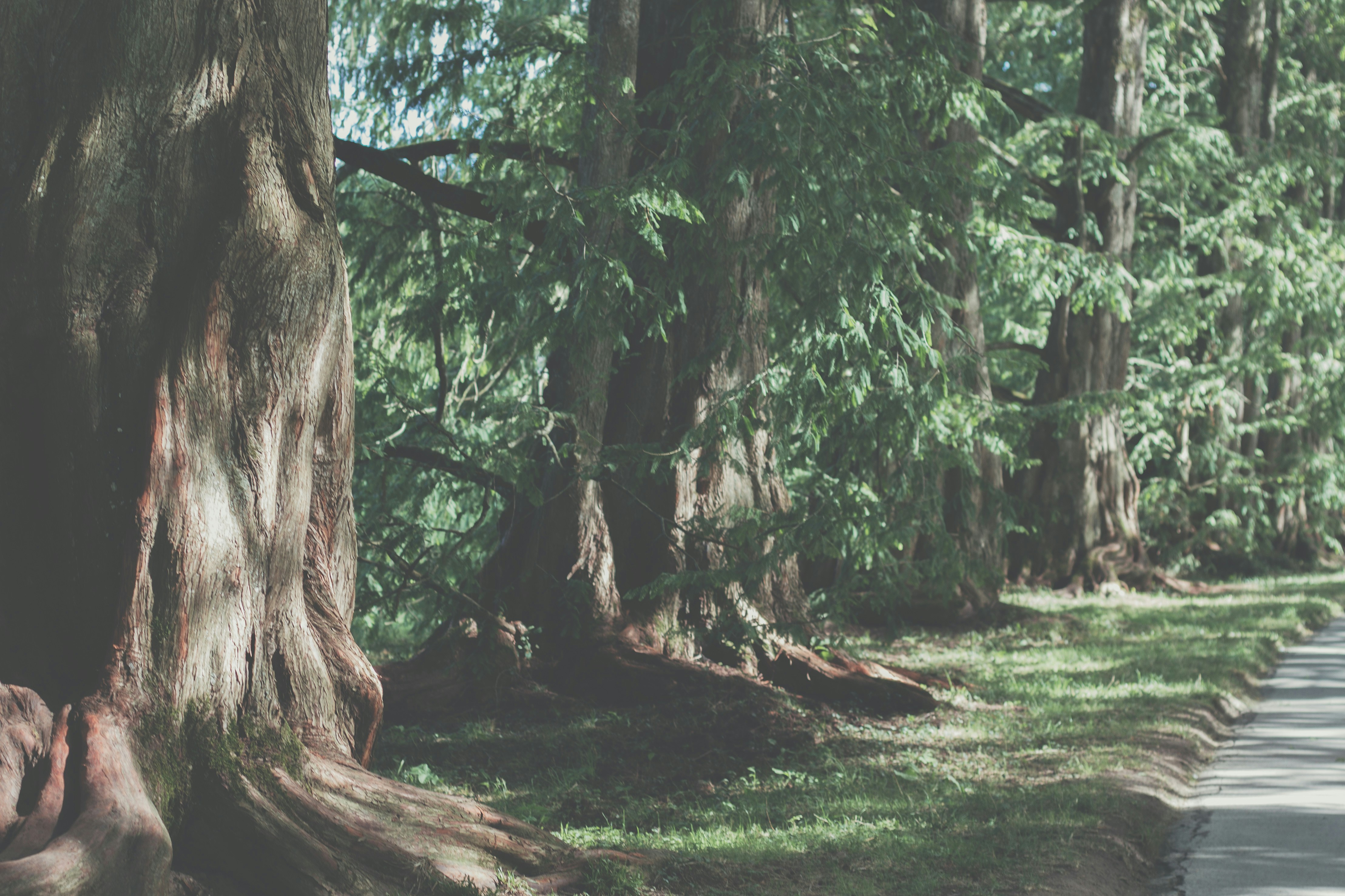 brown tree trunk on green grass field