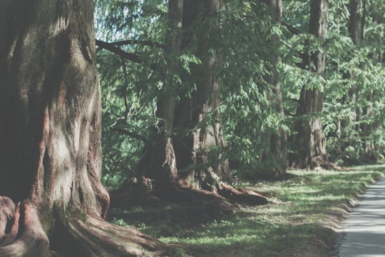 brown tree trunk on green grass field in Mainau Germany