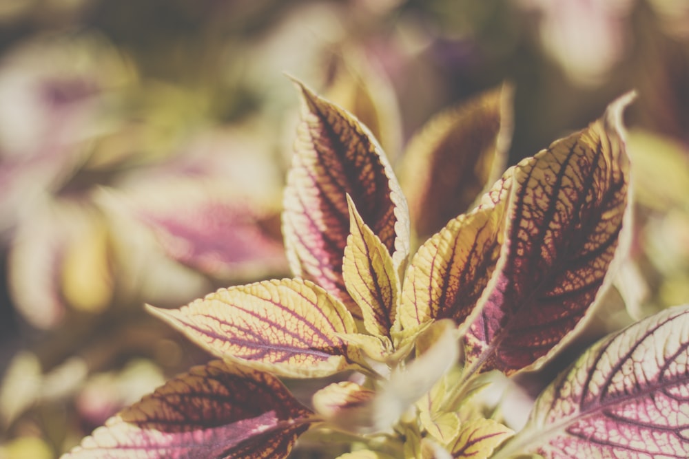 brown and red leaves on green grass during daytime