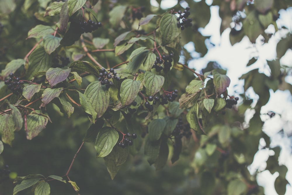 green leaves in tilt shift lens