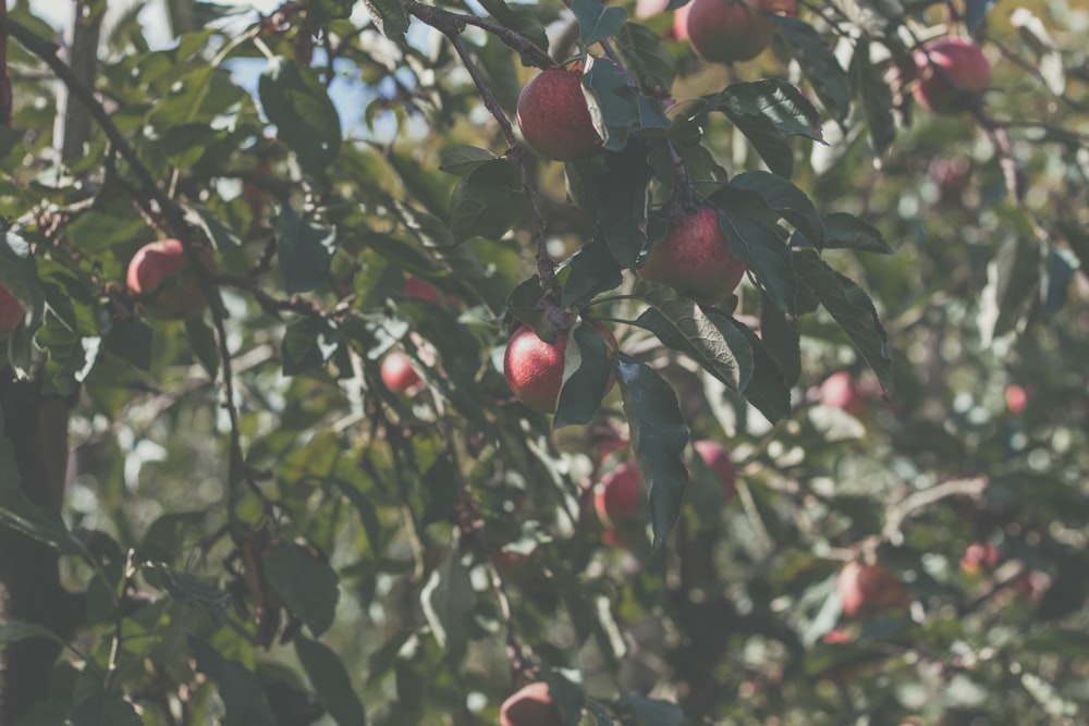 red round fruits on tree during daytime