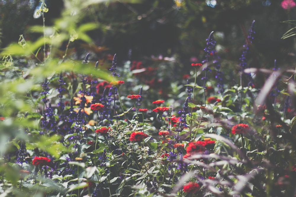 red and green plant during daytime