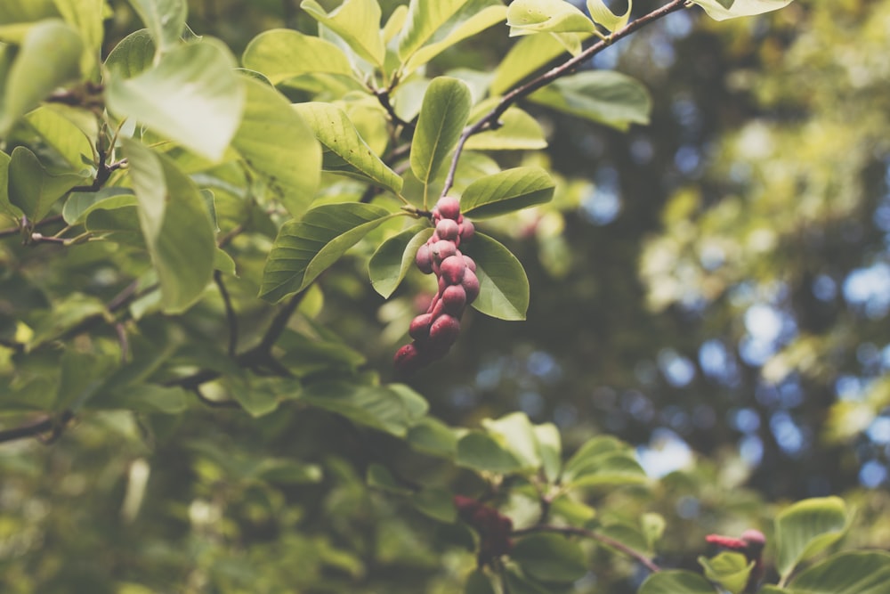 red round fruits on green leaves during daytime