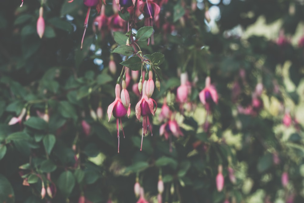 pink and green flower buds