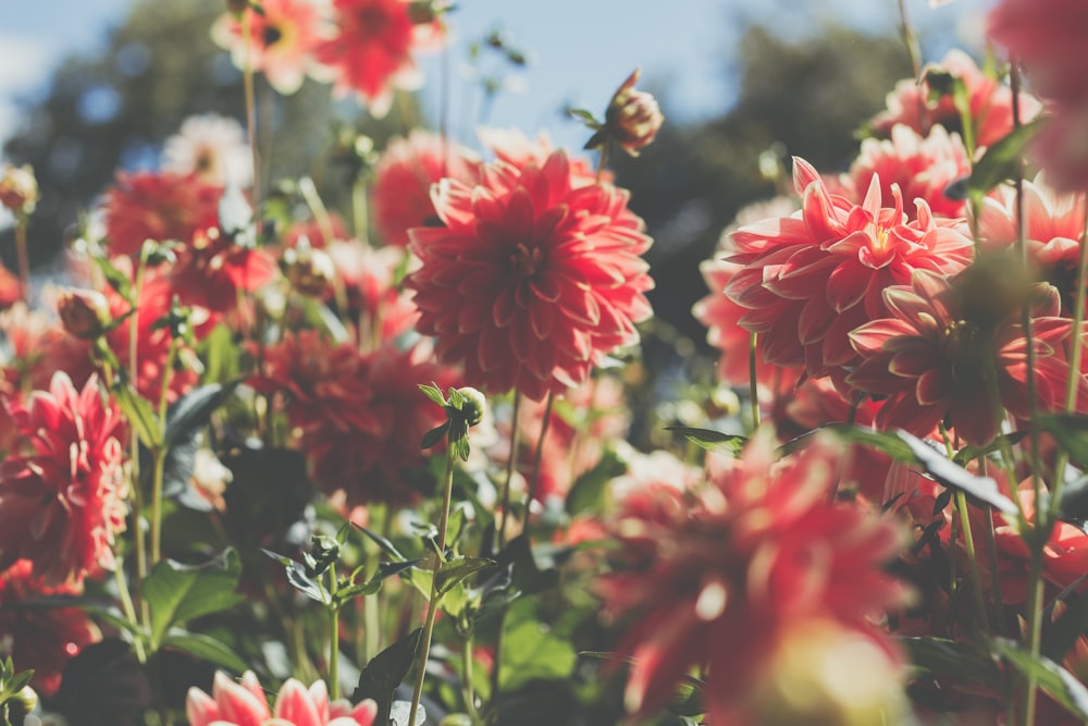 red flowers in tilt shift lens