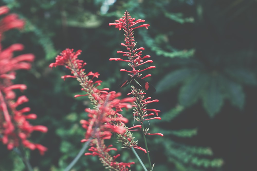 red flowers in tilt shift lens