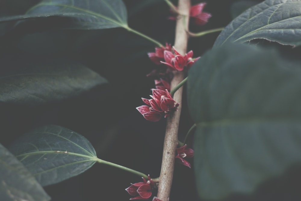 pink flower on brown stem