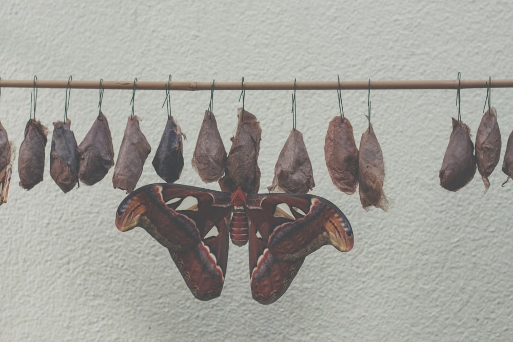brown and red wooden fish wall decor