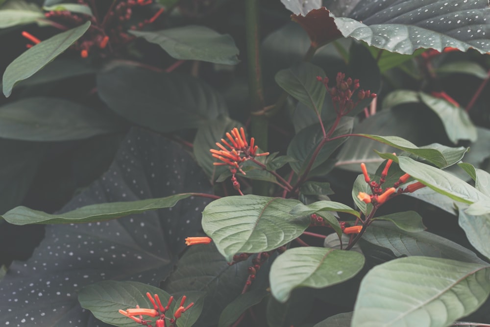 red flower with green leaves