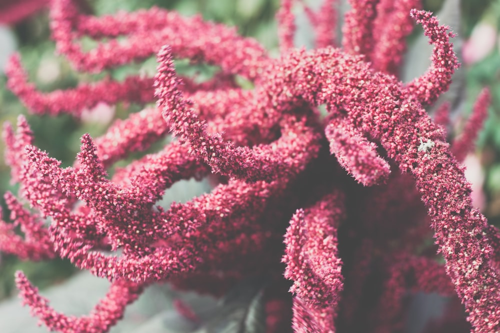 red and green plant in close up photography