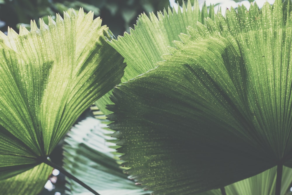 green leaf plant in close up photography