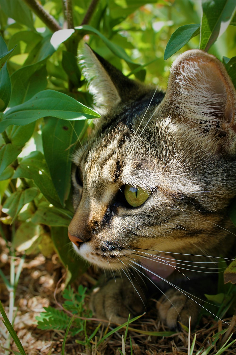brown tabby cat on green leaves