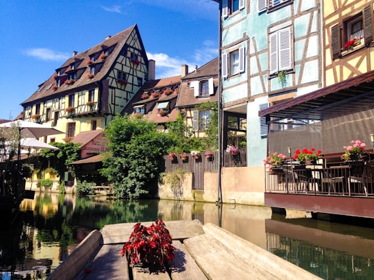 red flowers in front of white and brown concrete building in La Petite Venise France