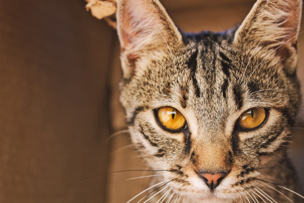 brown tabby cat in close up photography