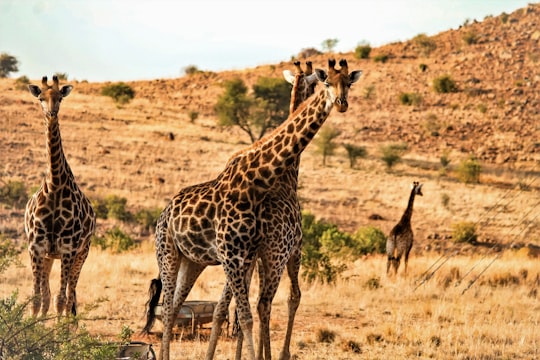 brown and black giraffe walking on brown grass field during daytime in Carletonville South Africa