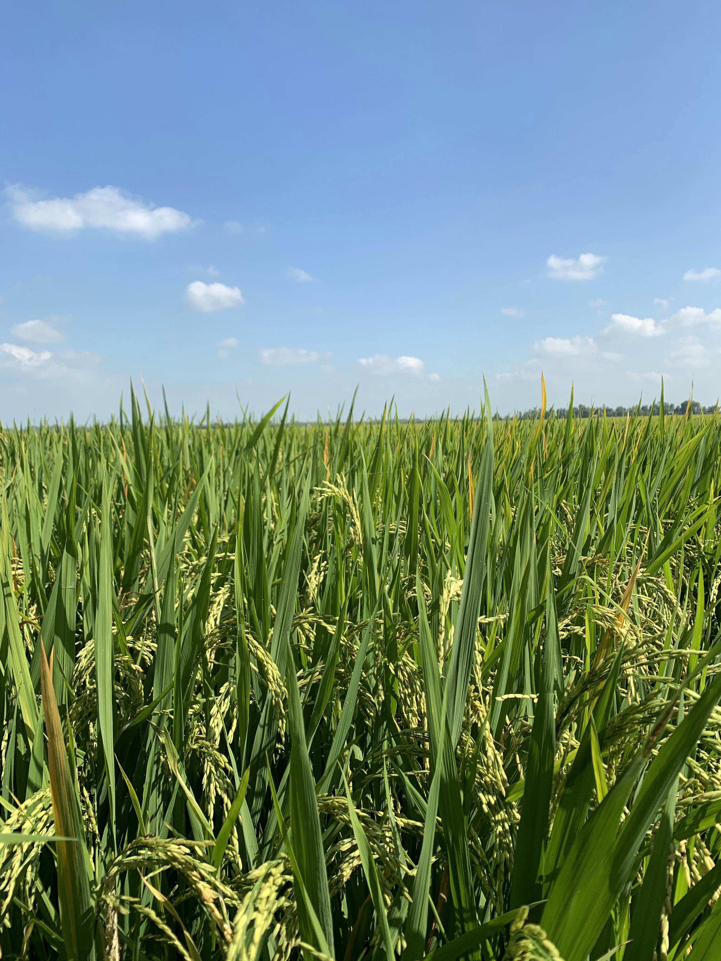 Photo by trinhvuong1984